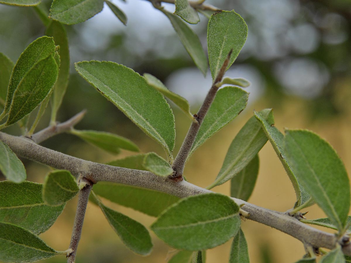 Pyrus amygdaliformis